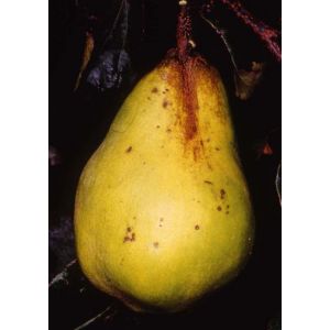 Quince 'Viranja'