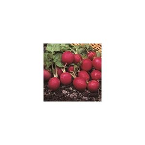 Radish Cherry Belle Kings Seeds