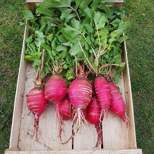 Radish China Rose Kings Seeds