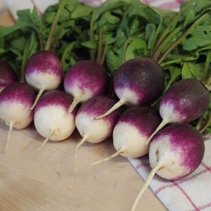 Radish Diana Seeds Kings
