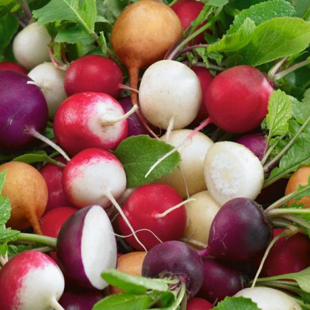 Radish Mixed Kings Seeds