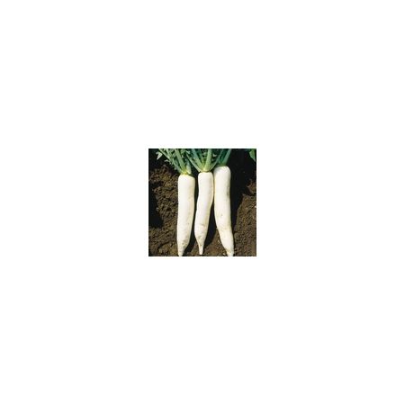 Radish Mooli Kings Seeds