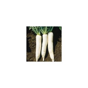 Radish Mooli Kings Seeds