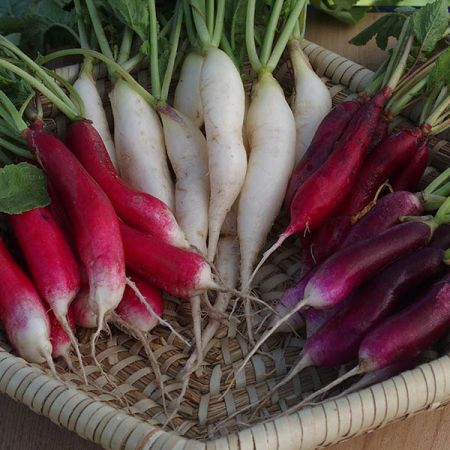 Radish Multicoloured Breakfast Mixed Kings Seeds