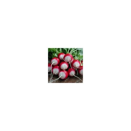 Radish Poloneza Kings Seeds