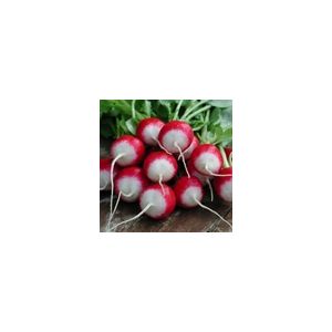 Radish Poloneza Kings Seeds