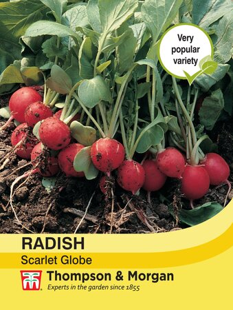 Radish - Scarlet Globe - Thompson and Morgan Seed Pack - image 1