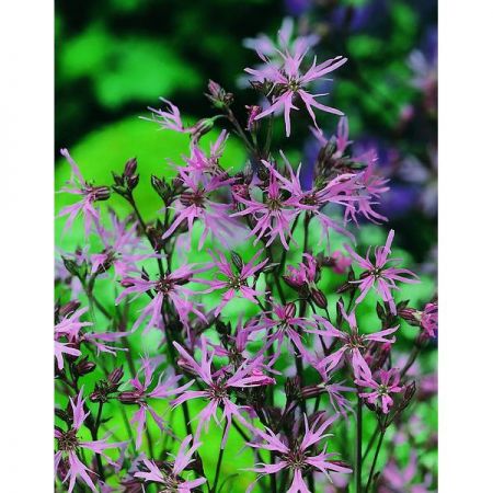 Ragged-Robin (Lychnis Flos-Cuculi)- Kings Seeds