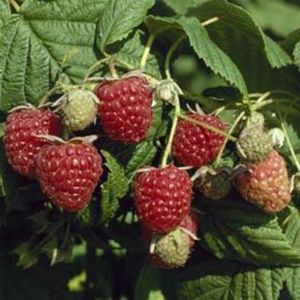 Raspberry Autumn Bliss Pot Of 10 Canes