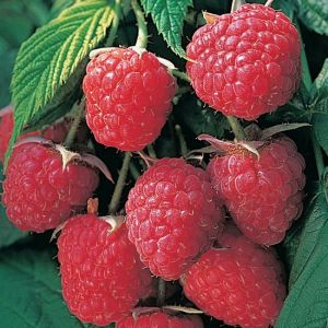 Raspberry Autumn Bliss Pot Of 5 Canes