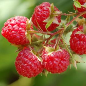 Raspberry Glen Ample Pot Of 10 Canes