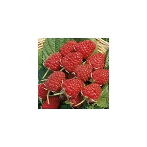 Raspberry Glen Ample Pot Of 5 Canes