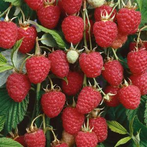 Raspberry Glen Clova Pot Of 10 Canes