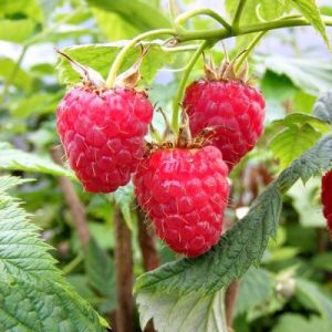 Raspberry Glen Lyon Pot Of 5 Canes