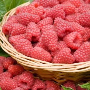 Raspberry Tulameen Pot Of 10 Canes