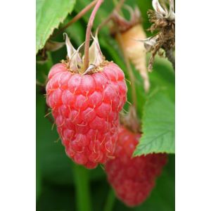 Raspberry Tulameen Pot Of 5 Canes