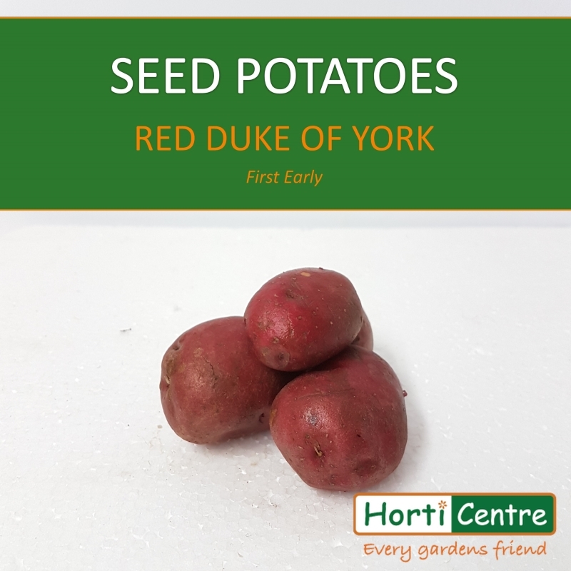 Red Duke Of York Scottish Seed Potatoes 20Kg Horticentre Your