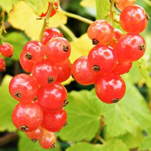 Redcurrant Jonkheer Van Tets
