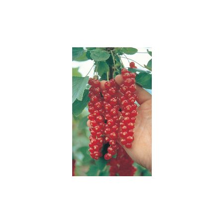 Redcurrant Rovada