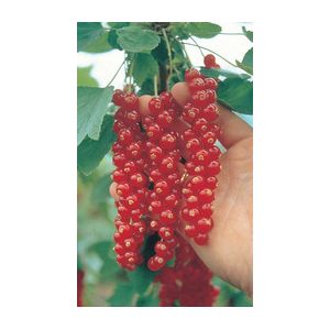 Redcurrant Rovada