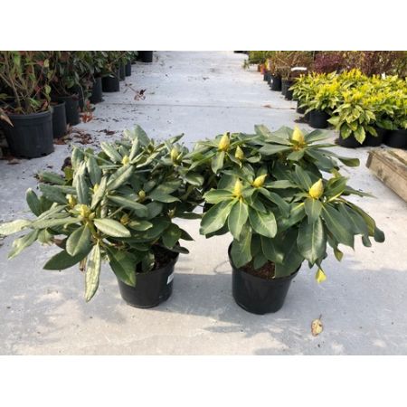 Rhododendron Hybrids C5 - Our Selection C.50Cm - image 1