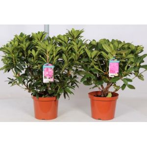 RHODODENDRON HYBRIDS IN VARIETIES C10 Pot