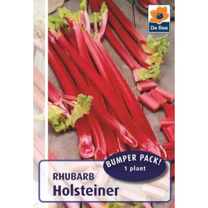 Rhubarb Holsteiner 1 Plant Pack