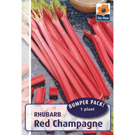 Rhubarb Red Champagne 1 Plant Pack