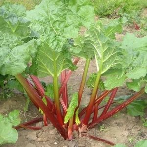 Rhubarb Timperley Early