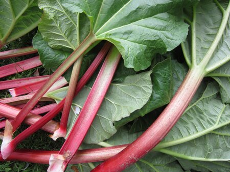Rhubarb Timperley Early