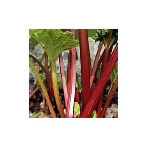 Rhubarb Victoria