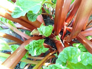 Rhubarb Victoria