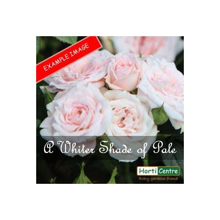 Rose A Whiter Shade Of Pale Hybrid Tea