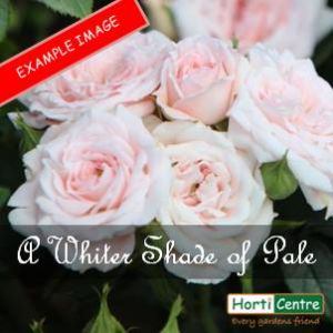 Rose A Whiter Shade Of Pale Hybrid Tea
