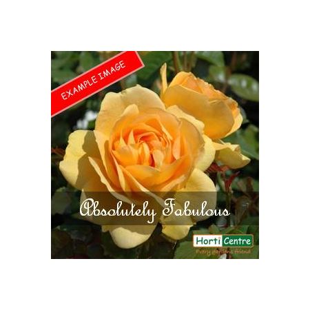 Rose Absolutely Fabulous  Floribunda