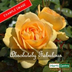 Rose Absolutely Fabulous  Floribunda