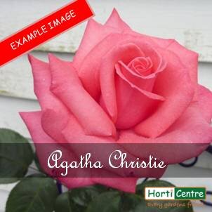 Rose Agatha Christie Climber