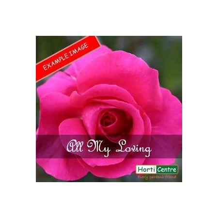 Rose All My Loving Hybrid Tea