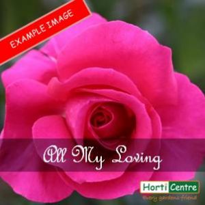 Rose All My Loving Hybrid Tea