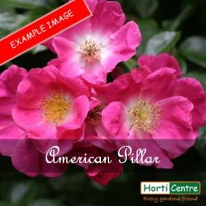 Rose American Pillar Climber