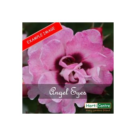 Rose Angel Eyes Floribunda