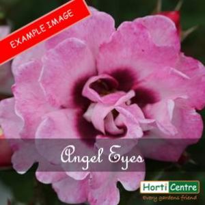 Rose Angel Eyes Floribunda