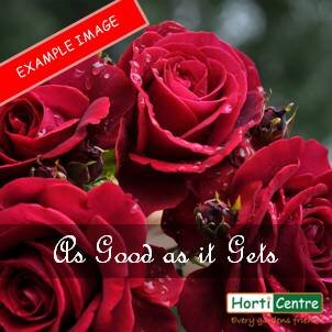 Rose As Good As It Gets Hybrid Tea