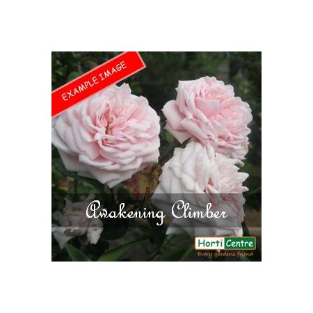 Rose Awakening Climber