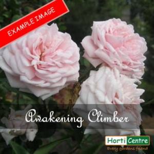 Rose Awakening Climber