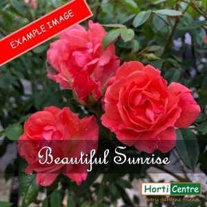 Rose Beautiful Sunrise Climber