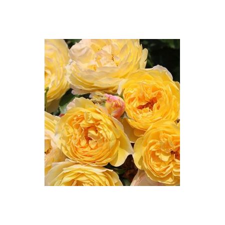 Rose Belle De Jour Floribunda