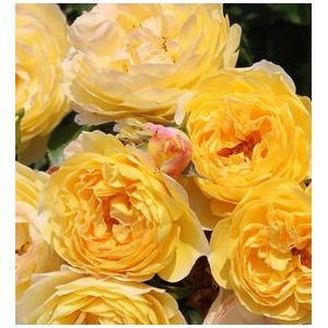 Rose Belle De Jour Floribunda