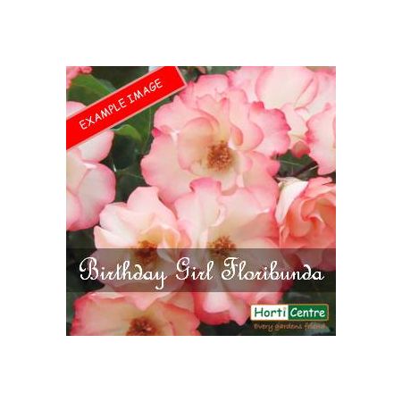 Rose Birthday Girl Floribunda