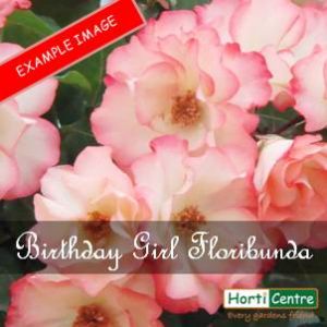 Rose Birthday Girl Floribunda
